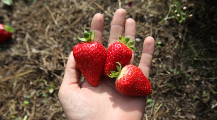 Ceny truskawek w połowie maja na dobrym poziomie