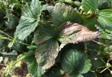 Uwaga na białą plamistość liści – plantacje truskawek zagrożone