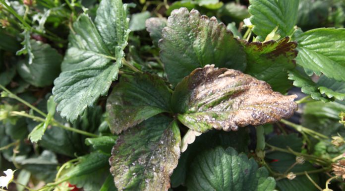 Uwaga na białą plamistość liści – plantacje truskawek zagrożone