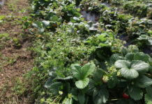 Usuwanie folii rolniczych – nowy nabór wniosków