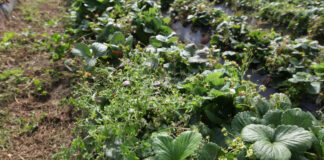 Usuwanie folii rolniczych – nowy nabór wniosków