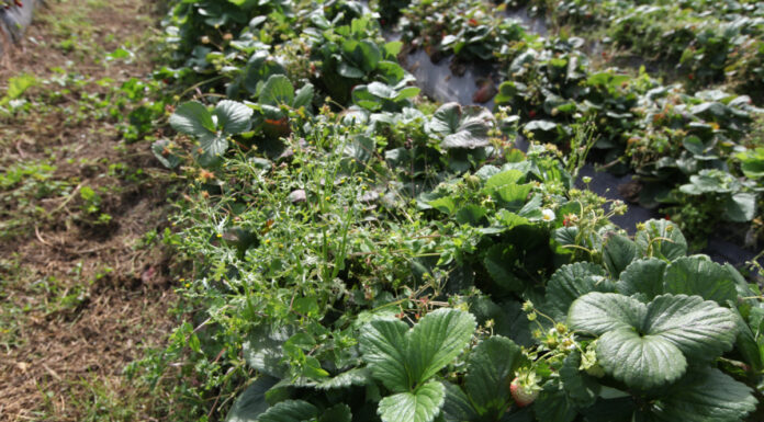 Usuwanie folii rolniczych – nowy nabór wniosków