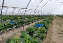 ECA (elektrolizowana woda) – Nowa skuteczna metoda dezynfekcji systemów nawadniających i podłoży w uprawach jagodowych