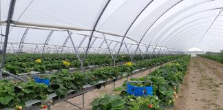 ECA (elektrolizowana woda) – Nowa skuteczna metoda dezynfekcji systemów nawadniających i podłoży w uprawach jagodowych