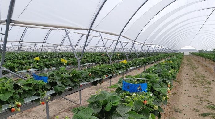 ECA (elektrolizowana woda) – Nowa skuteczna metoda dezynfekcji systemów nawadniających i podłoży w uprawach jagodowych