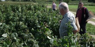 Polana na dwa zbiory