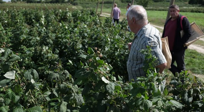 Polana na dwa zbiory