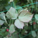 Przebarwienia liści odmiany Gracjajezyna_