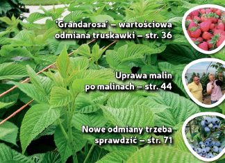 Jagodnik 7/2019 już w sprzedaży