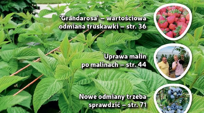 Jagodnik 7/2019 już w sprzedaży