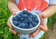 Co robić z owocami jagody kamczackiej? Debata już 7 listopada 2019