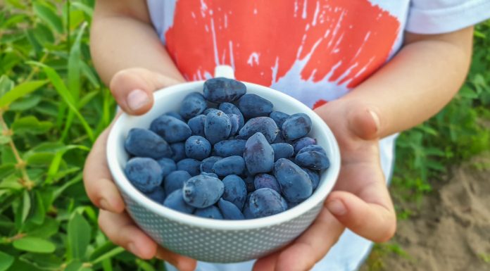 Co robić z owocami jagody kamczackiej? Debata już 7 listopada 2019