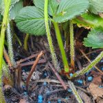 20191022_083243_resizedporzeczka