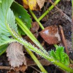 20191022_083635_resizedporzeczka