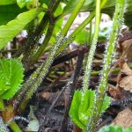 20191022_083711_resizedporzeczka