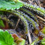 20191022_084217_resizedporzeczka