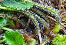 Śluzowiec atakuje plantacje truskawek – jak zwalczać?