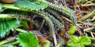 Śluzowiec atakuje plantacje truskawek – jak zwalczać?