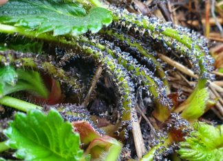 Śluzowiec atakuje plantacje truskawek – jak zwalczać?