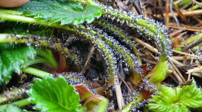Śluzowiec atakuje plantacje truskawek – jak zwalczać?