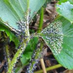 20191022_084235_resizedporzeczka