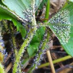 20191022_084236_resizedporzeczka