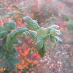 20191025_071807plantacja_malicki