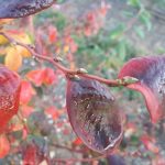 Plantacje jagodowe na ostatnią chwilę