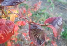 Plantacje jagodowe na ostatnią chwilę