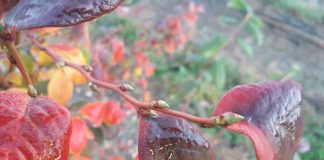 Plantacje jagodowe na ostatnią chwilę