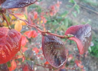 Plantacje jagodowe na ostatnią chwilę