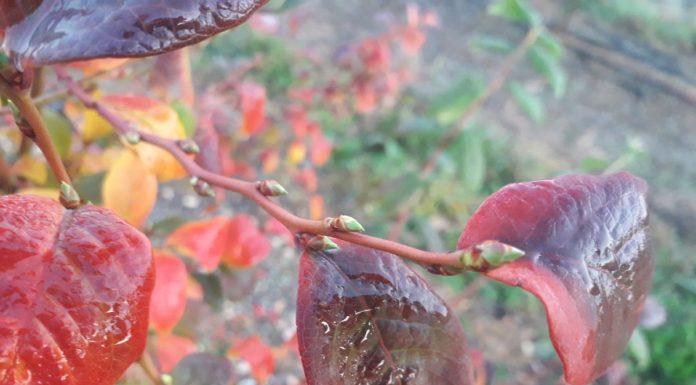 Plantacje jagodowe na ostatnią chwilę