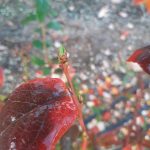 20191025_072027plantacja_malicki