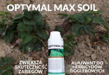 Jak poprawić skuteczność herbicydów stosowanych na plantacjach truskawek późną jesienią?