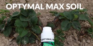 Jak poprawić skuteczność herbicydów stosowanych na plantacjach truskawek późną jesienią?