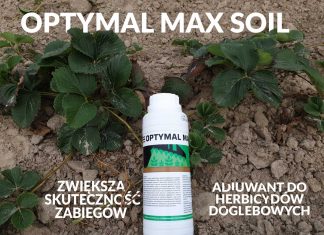 Jak poprawić skuteczność herbicydów stosowanych na plantacjach truskawek późną jesienią?