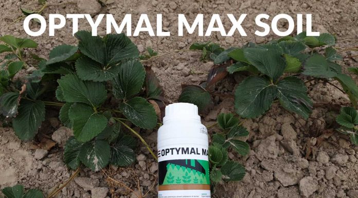 Jak poprawić skuteczność herbicydów stosowanych na plantacjach truskawek późną jesienią?