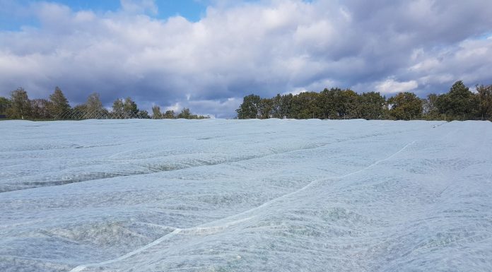 Optymalny termin zwalczania roztocza truskawkowca