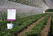 Tanie jesienne zabiegi nawożenia i ochrony truskawek