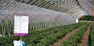 Tanie jesienne zabiegi nawożenia i ochrony truskawek