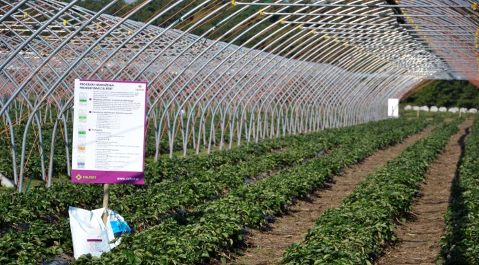 Tanie jesienne zabiegi nawożenia i ochrony truskawek