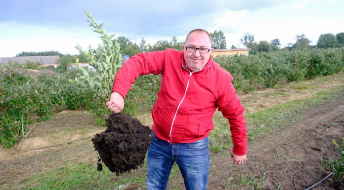 Optymalne wykorzystanie kwasów humusowych w uprawie borówki