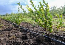 Borówka lubi próchnicę. Jak ją dostarczyć? FILM
