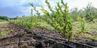 Borówka lubi próchnicę. Jak ją dostarczyć? FILM