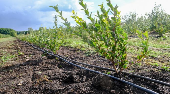Borówka lubi próchnicę. Jak ją dostarczyć? FILM