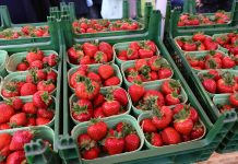 Dahli – wczesna truskawka o doskonałej jakości owoców