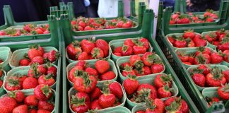 Dahli – wczesna truskawka o doskonałej jakości owoców