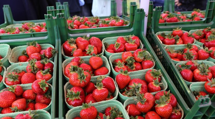 Dahli – wczesna truskawka o doskonałej jakości owoców