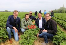 Dahli – nowa odmiana truskawek