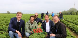 Dahli – nowa odmiana truskawek